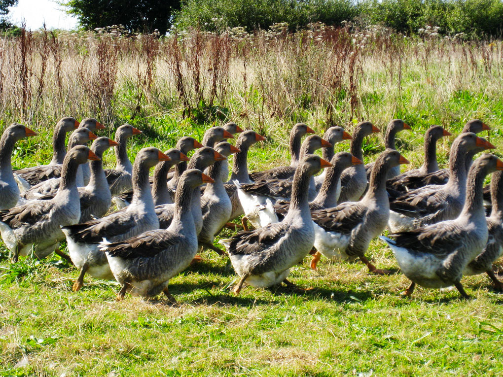 Touche pas à mon foie gras