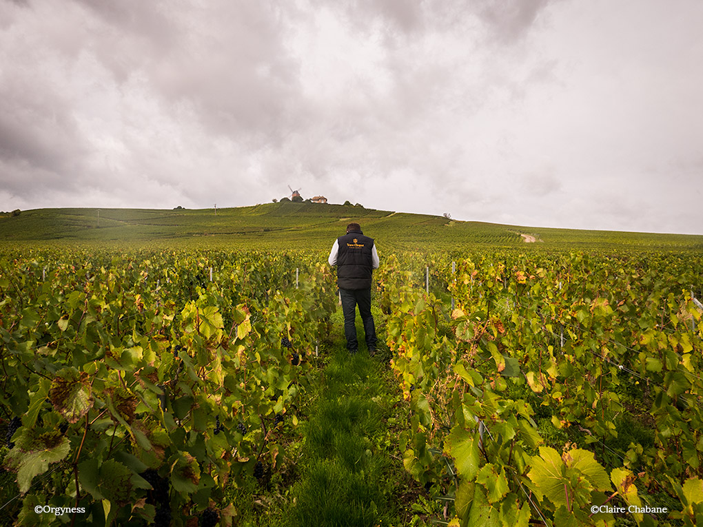 Les Vendanges chez la Veuve Clicquot