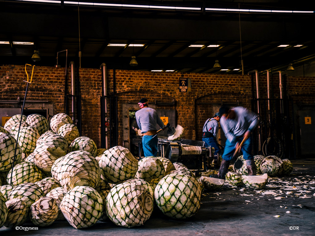 Viva Agave ! du 20 au 25 mars